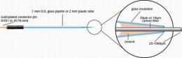 Carbon Fiber and Carbon Disk Microelectrodes